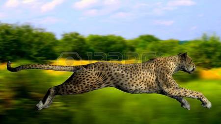 Gepard